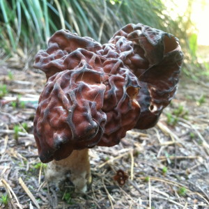 Gyromitra