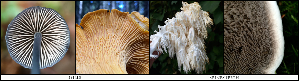 Gills_Spines_Pics