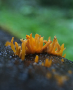 Calocera