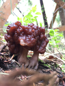 Gyromitra Twin