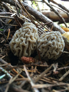 Morel Twin