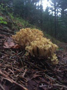 Ramaria