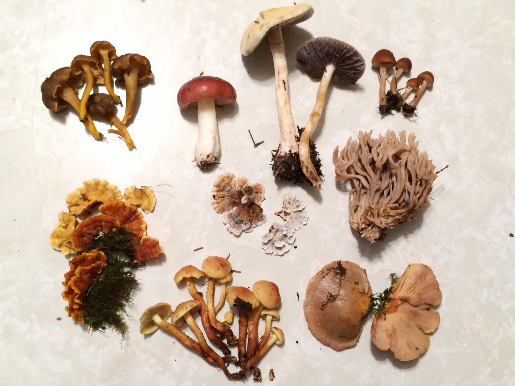 Mushroom Variety